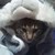 :iconwolfcry1996: