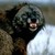 :iconwolfdog7: