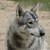 :iconwolfdogsfortruth: