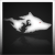 :iconwolfdogtech: