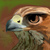 :iconwolfdrawer108: