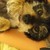 :iconwolfdrawings111: