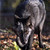 :iconwolfen7: