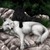 :iconwolfenheart21: