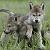 :iconwolfenpup: