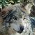 :iconwolfensoul: