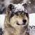 :iconwolfer89: