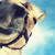 :iconwolferines: