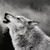 :iconwolfeye1999: