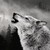 :iconwolfeye99: