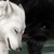 :iconwolffang1998: