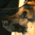 :iconwolffblood: