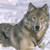 :iconwolffire369: