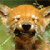 :iconwolffsart: