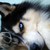 :iconwolffy13: