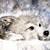 :iconwolfgirl117: