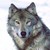 :iconwolfgirl1338: