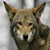 :iconwolfgirl7410: