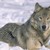 :iconwolfgirl8188: