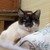 :iconwolfgirllovescats: