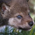 :iconwolfguardian117: