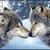 :iconwolfie223: