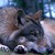 :iconwolfie425: