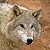 :iconwolfie65: