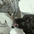 :iconwolfiegirlrawr: