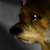 :iconwolfiesrbeast: