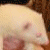 :iconWOLFIEweasel: