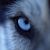 :iconwolfjessica: