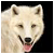 :iconWolfKaren: