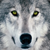 :iconwolfkarono: