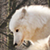wolfkART :iconwolfkart: