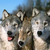 :iconwolfliar: