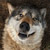 :iconwolfloonie: