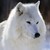 :iconwolflord157: