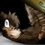 :iconwolflover006: