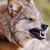 :iconwolflover889: