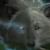 :iconwolfloverart: