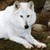 :iconwolfmadien90: