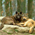 :iconwolfmatesplz: