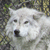:iconwolfmeg: