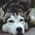 :iconwolfmonster17: