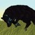 :iconwolfmoon103: