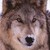 :iconwolfmoon132: