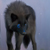 :iconwolfmoonspirit: