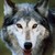 :iconwolfnami: