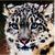 :iconwolfnight56: